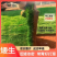草皮真草坪带泥土别墅花园绿化四季青果岭草台湾草马尼拉草皮