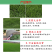 草皮真草坪带泥土别墅花园绿化四季青果岭草台湾草马尼拉草皮