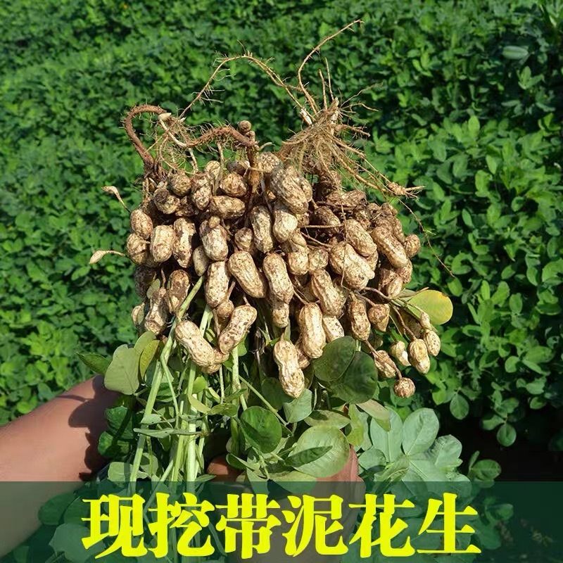 【人工挑选】广东白花色鲜花生果仁饱满现挖先发欢迎咨询