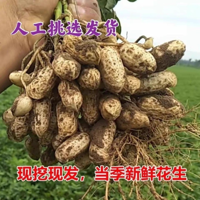 【人工挑选】广东白花色鲜花生果仁饱满现挖先发欢迎咨询