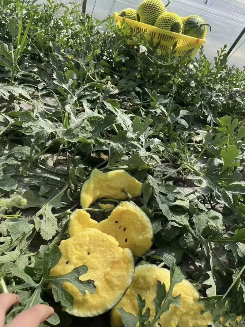 江苏特小凤西瓜精品西瓜大量上市欢迎电话联系