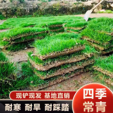 海南真草皮带泥土草坪台湾草马尼拉草大叶油绿化四季常青易成