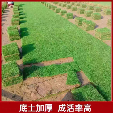 海南真草皮带泥土草坪台湾草马尼拉草大叶油绿化四季常青易成
