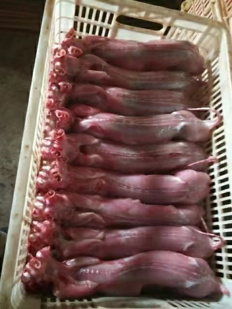 陕西榆林【兔肉】质量保证，品种纯正，假一赔十欢迎咨询