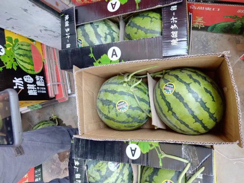 精品美都产地直发，包开包熟，生瓜包赔，对接市场商超电商