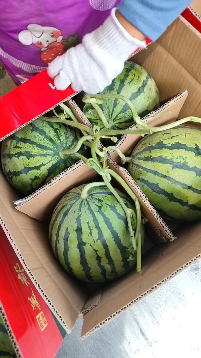 精品美都产地直发，包开包熟，生瓜包赔，对接市场商超电商