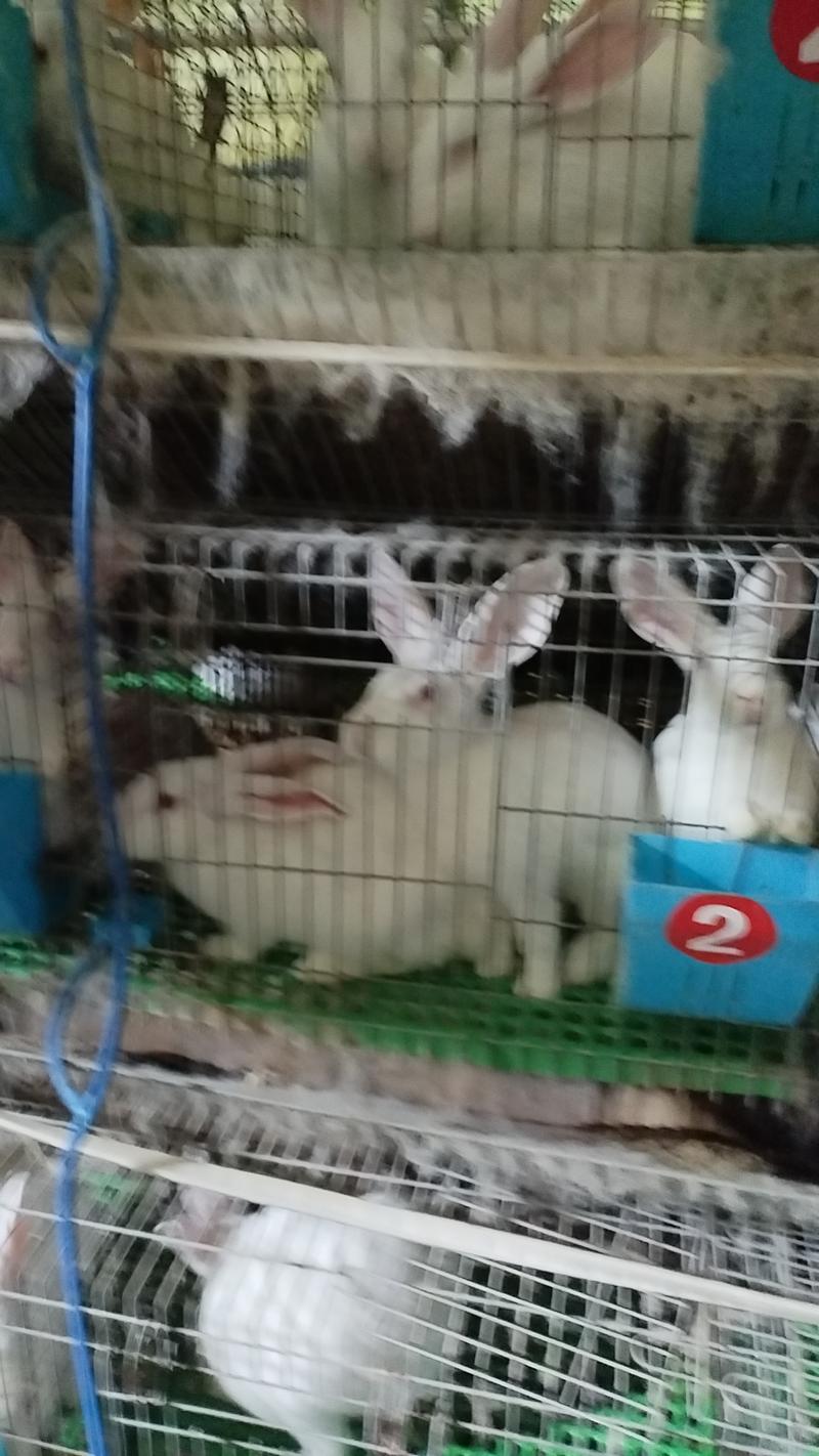 【活兔】肉兔兔子全国发货质量保证精品推荐