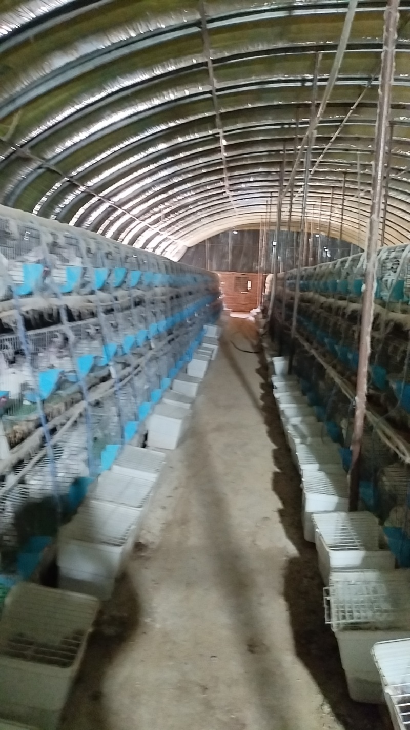 【活兔】肉兔兔子全国发货质量保证精品推荐
