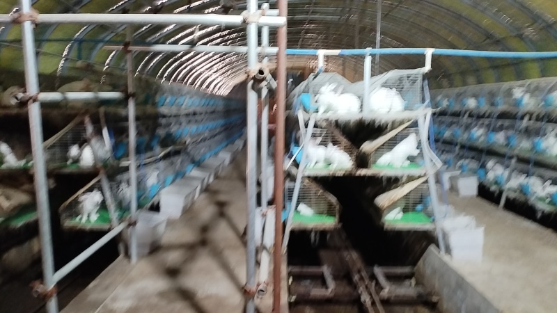 【活兔】肉兔兔子全国发货质量保证精品推荐