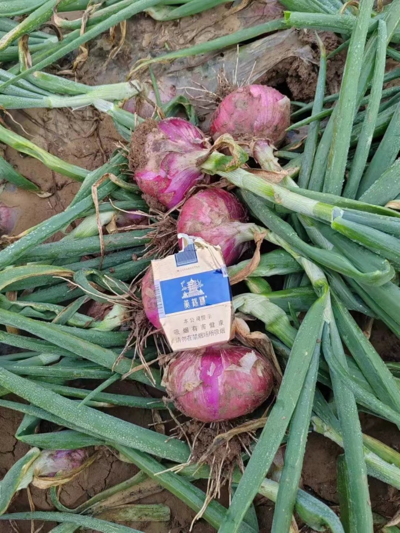 【洋葱】湖北紫皮洋葱大量供应对接全国市场电商