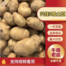 兴佳2号土豆2两以上精品产地直发货源充足