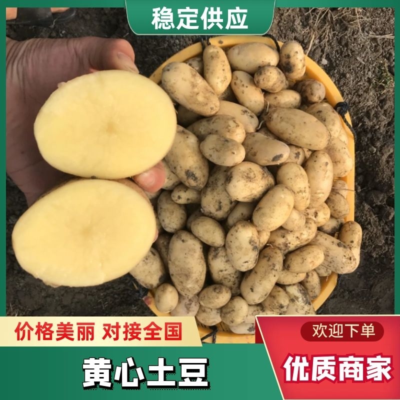 新土豆沙地2两以上黄皮黄心精品靚货产地直发