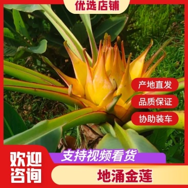 【包邮】地涌金莲，易成活，云南楚雄产地直发，规格齐全