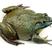 福建三明沼泽绿牛蛙，量大质优，价格优惠，欢迎咨询采购