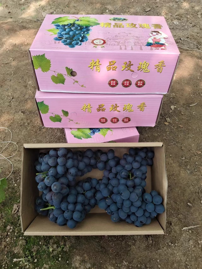 葡萄，产地温室玫瑰香葡萄，品质优口感佳欢迎各地老板电话联系