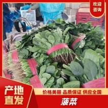 河北菠菜，基地直发，无中间商，品质好，价格低