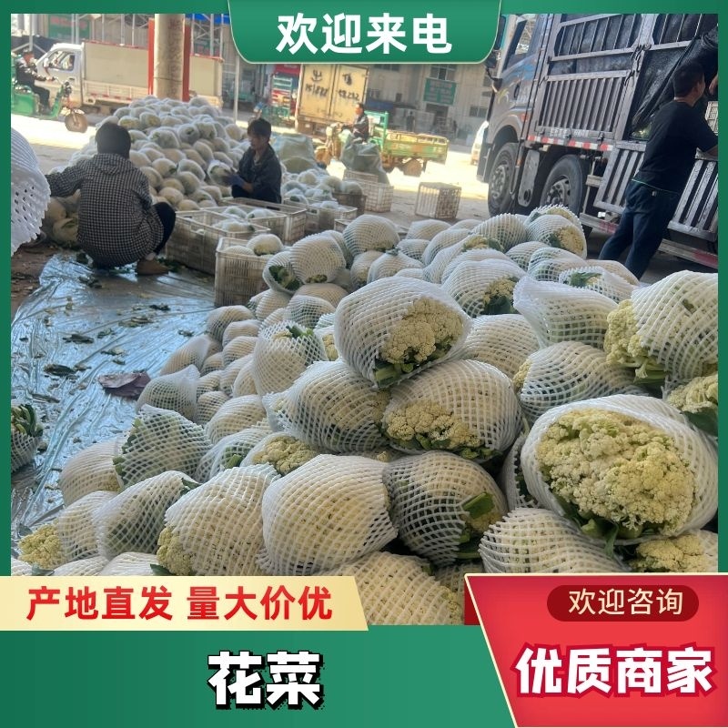 河北精品花菜，产地供应，一手货源欢迎选购