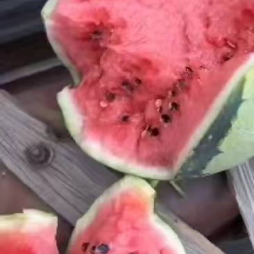 河南美都西瓜产地直发皮薄多汁市场商超对接欢迎电话联系