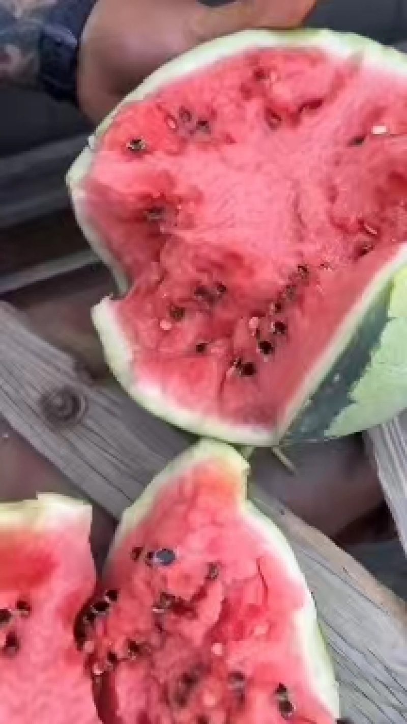 河南美都西瓜产地直发皮薄多汁市场商超对接欢迎电话联系