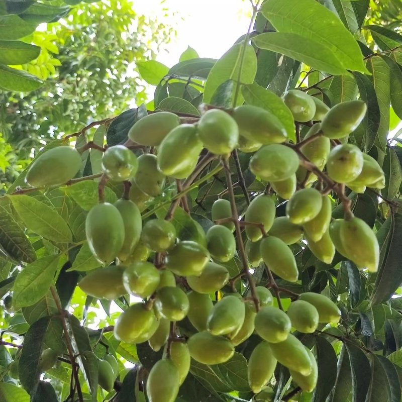 闽清白河江甜橄榄，产地直供，货源充足，品质保证欢迎致电