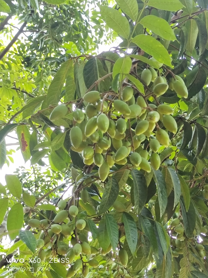 福建闽清白河江核心产区橄榄，量大质优，全国供应