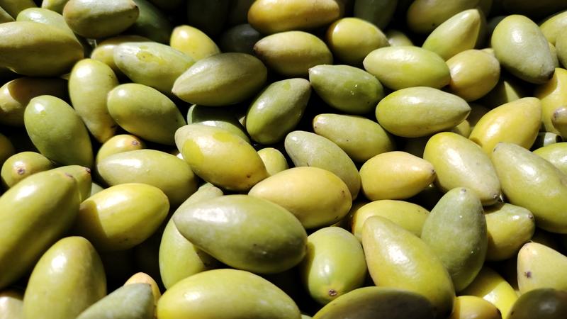 甜橄榄（闽清橄榄），产地直供，货源充足，诚信经营