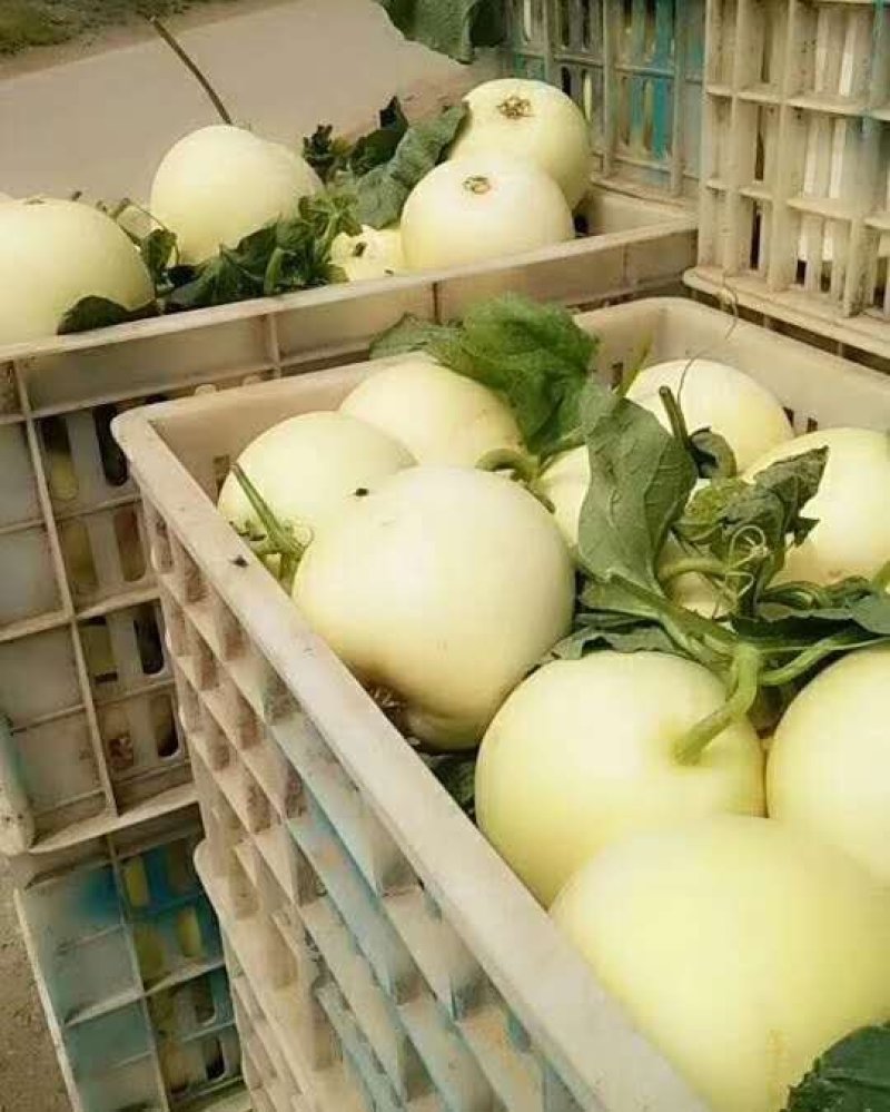 【优】小白瓜甜瓜大量上市，产地直供保质保量，视频看货