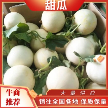 【优】小白瓜甜瓜大量上市,产地直供保质保量,视频看货