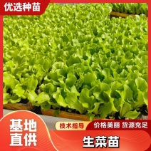 【精品】云南意大利生菜苗，存活率高产量大，欢迎实地考察