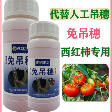 西红柿番茄免吊穗西红柿铁把粗把果把粗壮有韧性膨果快不空果