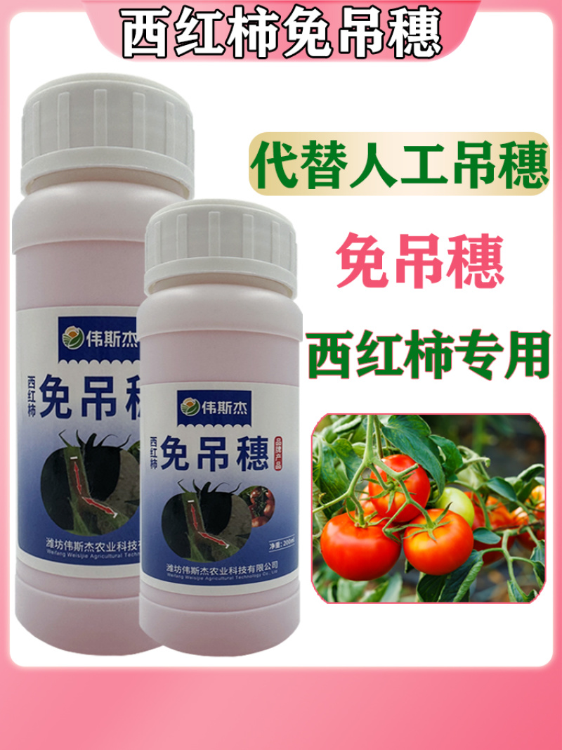 西红柿番茄免吊穗西红柿铁把粗把果把粗壮有韧性膨果快不空果