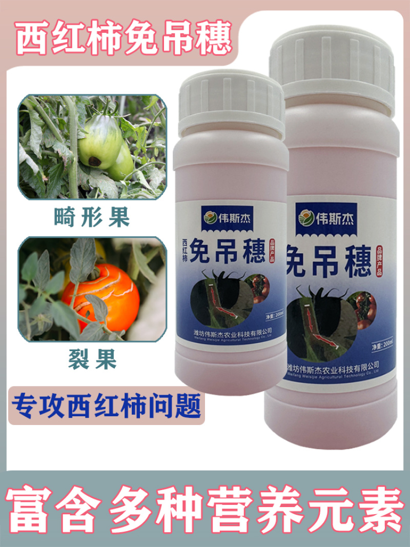 西红柿番茄免吊穗西红柿铁把粗把果把粗壮有韧性膨果快不空果