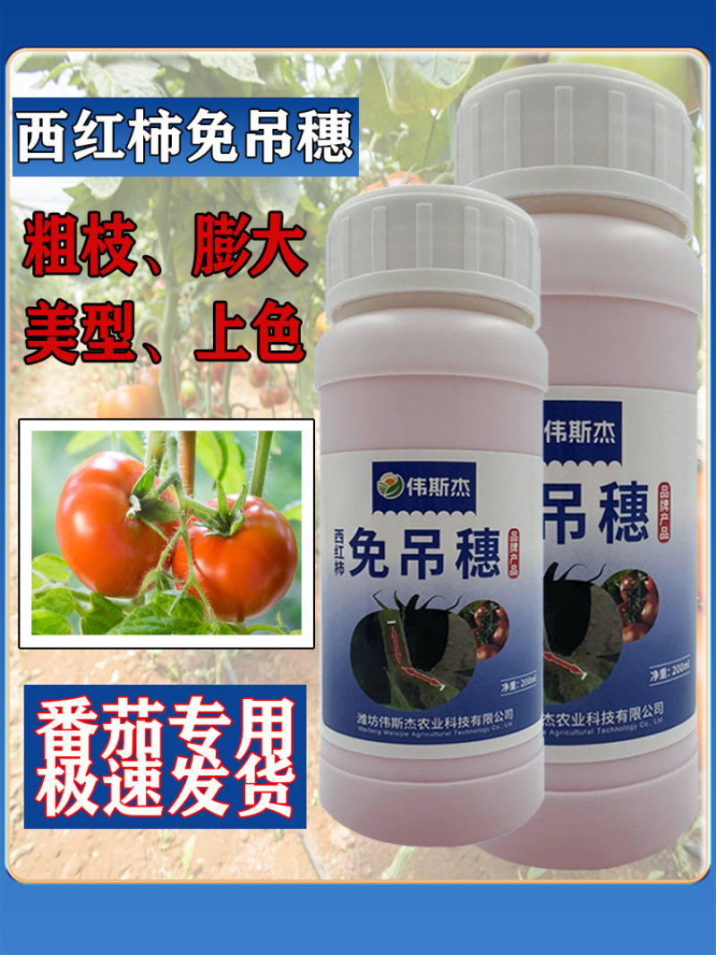 西红柿番茄免吊穗西红柿铁把粗把果把粗壮有韧性膨果快不空果
