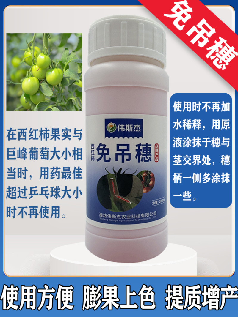 西红柿番茄免吊穗西红柿铁把粗把果把粗壮有韧性膨果快不空果
