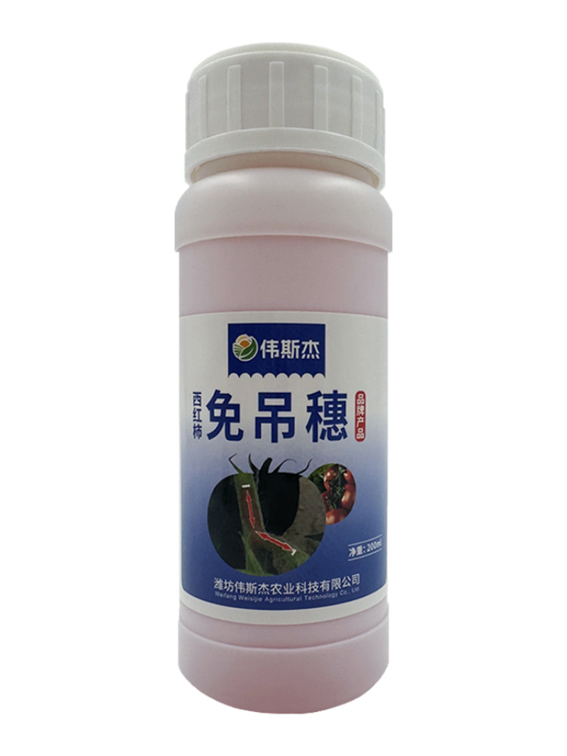 西红柿番茄免吊穗西红柿铁把粗把果把粗壮有韧性膨果快不空果