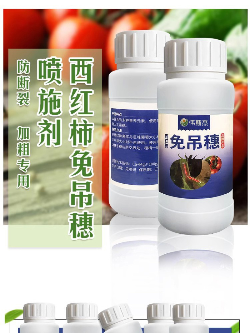 西红柿番茄免吊穗西红柿铁把粗把果把粗壮有韧性膨果快不空果