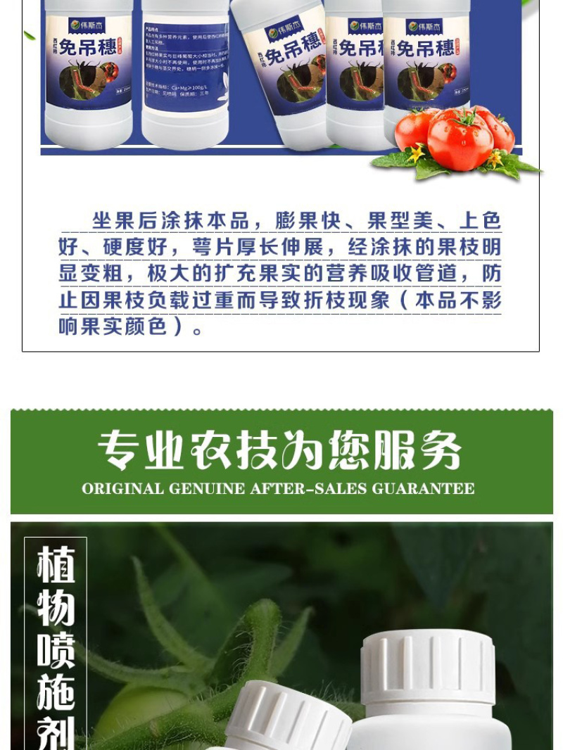 西红柿番茄免吊穗西红柿铁把粗把果把粗壮有韧性膨果快不空果