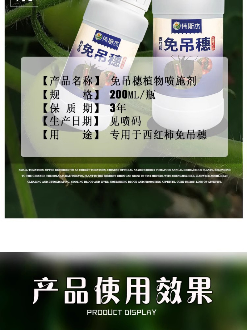 西红柿番茄免吊穗西红柿铁把粗把果把粗壮有韧性膨果快不空果