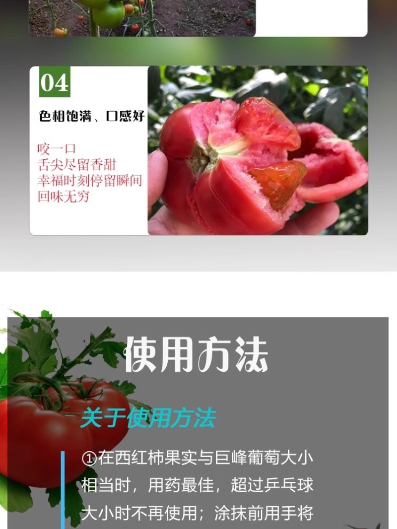西红柿番茄免吊穗西红柿铁把粗把果把粗壮有韧性膨果快不空果