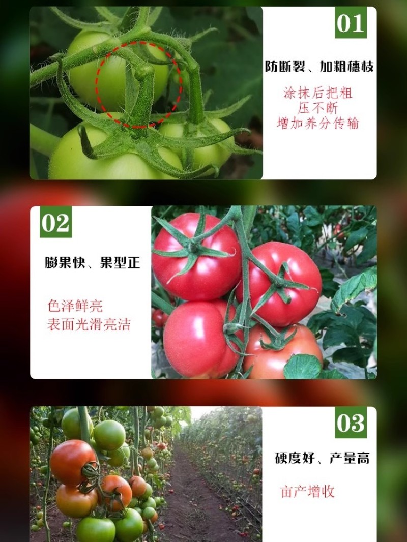 西红柿番茄免吊穗西红柿铁把粗把果把粗壮有韧性膨果快不空果