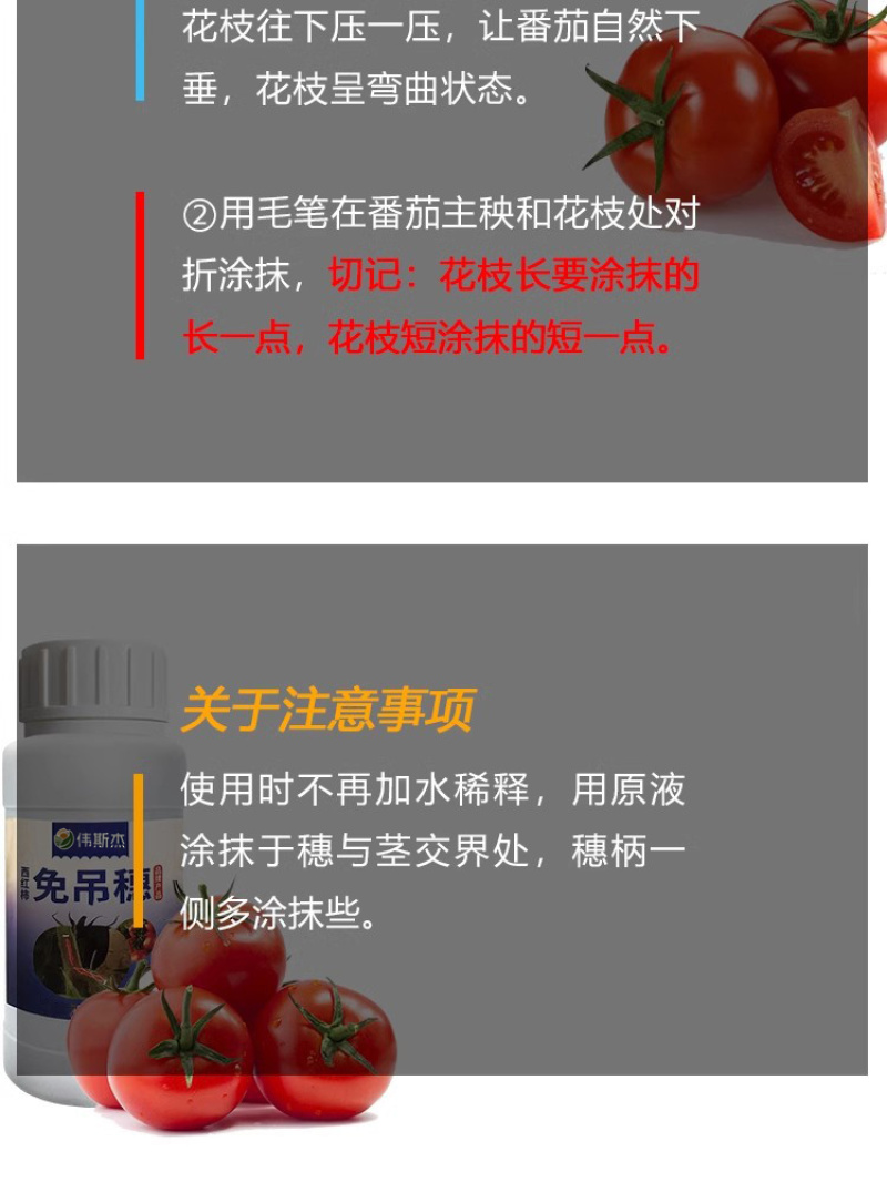 西红柿番茄免吊穗西红柿铁把粗把果把粗壮有韧性膨果快不空果
