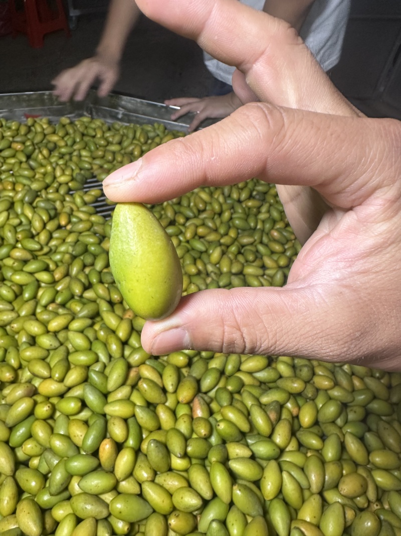 精品青橄榄鲜果橄榄果大量供应产地直发一手货源对接全国市场
