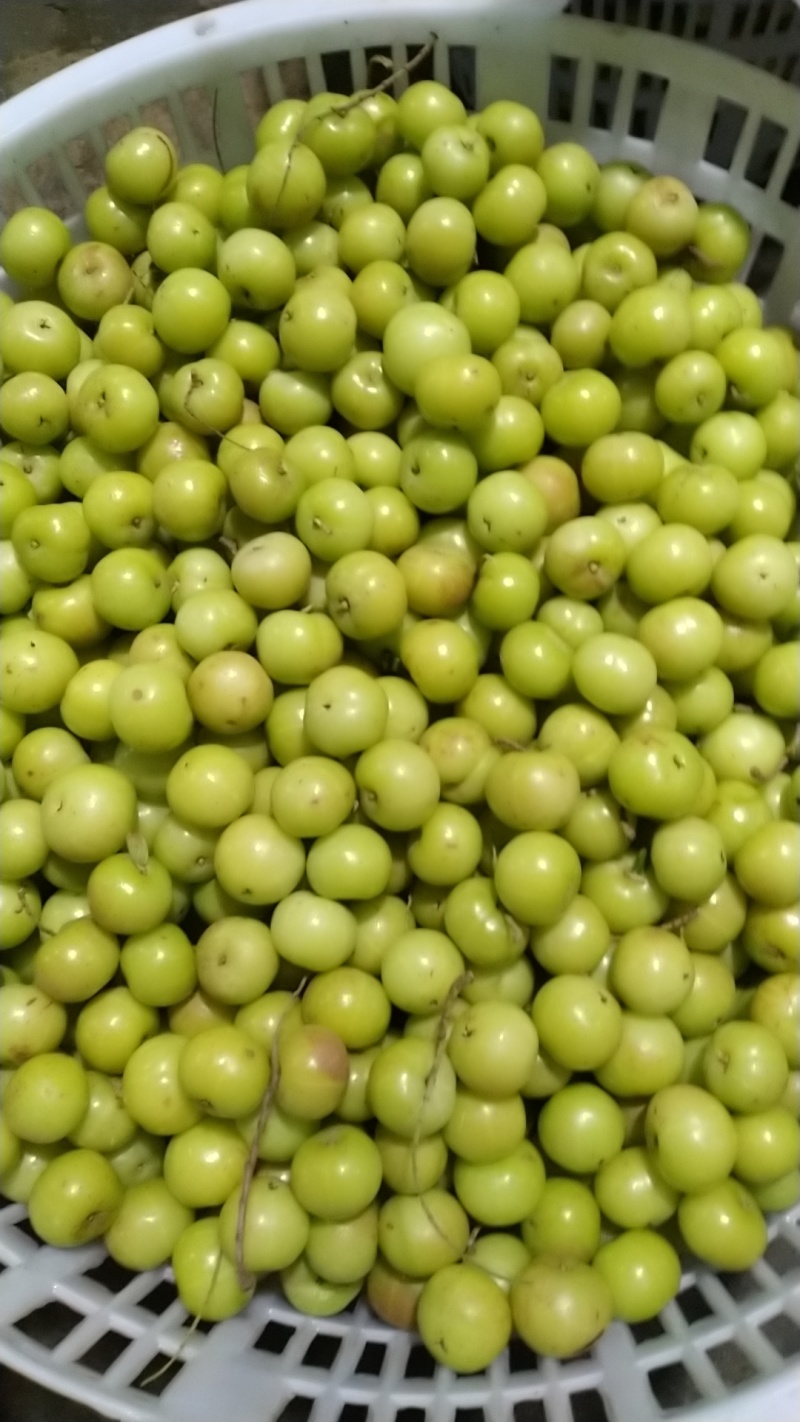 油甘牛柑果大量上市品质保证可视频看货量大从优欢迎咨询