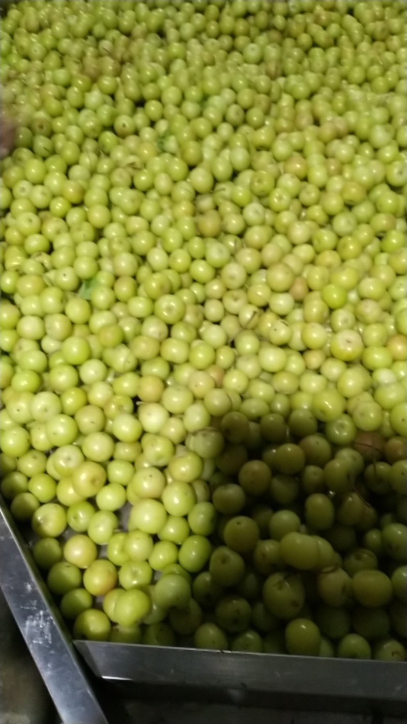 油甘牛柑果大量上市品质保证可视频看货量大从优欢迎咨询
