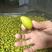 二号橄榄青橄榄产地直发长期大量供应可长期合作