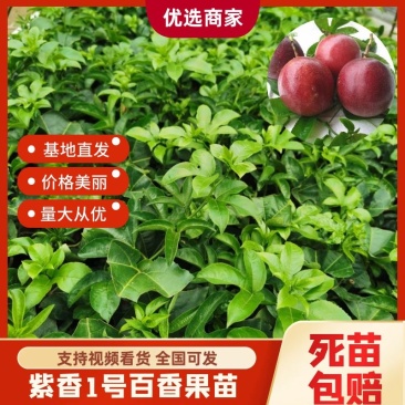 百香果苗台农紫香嫁接苗脱毒苗送技术带土发可签合同