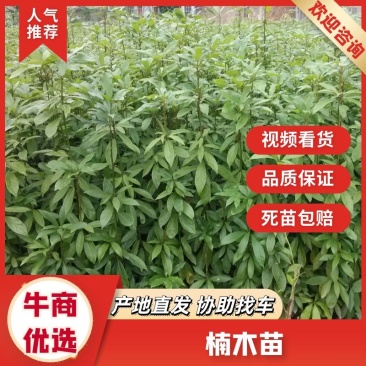 金丝楠木树苗小叶桢楠苗带土带叶杯苗包邮出金丝率高