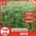 金丝楠木树苗小叶桢楠苗带土带叶杯苗包邮出金丝率高