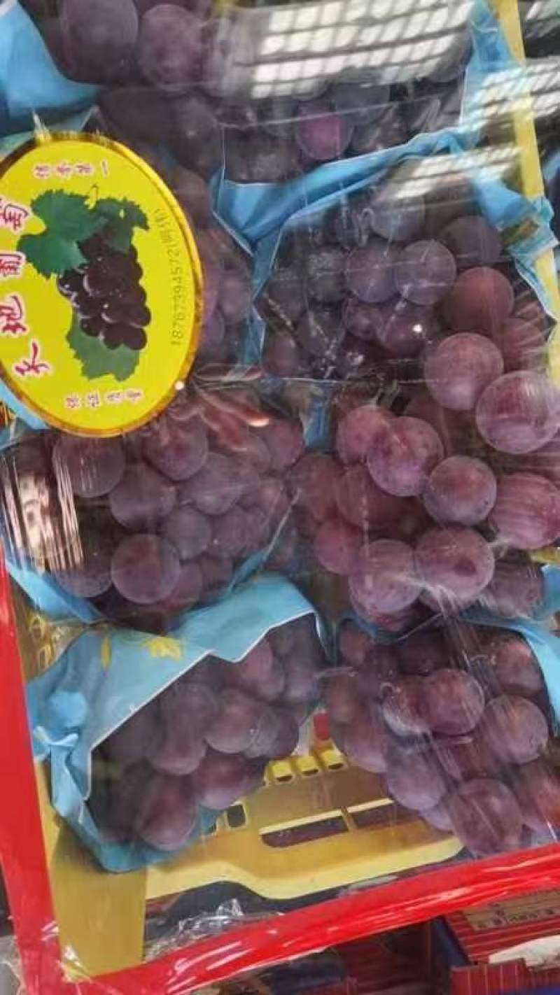 【藤稔葡萄】山东乒乓球葡萄大量供应口口爆汁量大从优