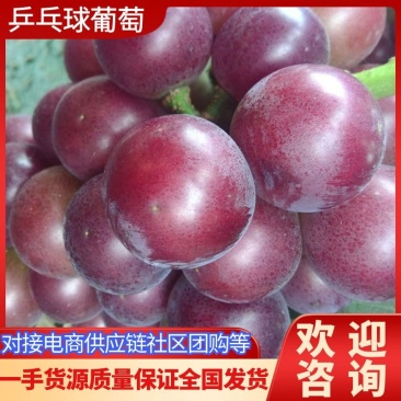 【藤稔葡萄】山东乒乓球葡萄大量供应口口爆汁量大从优